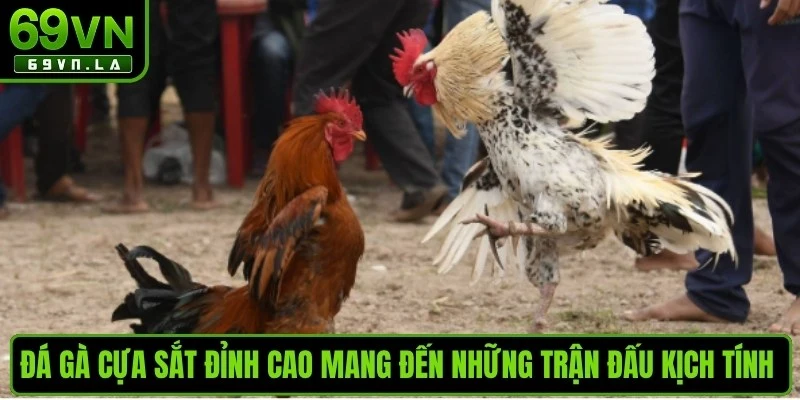 Đá gà cựa sắt đỉnh cao mang đến những trận đấu kịch tính siêu hấp dẫn